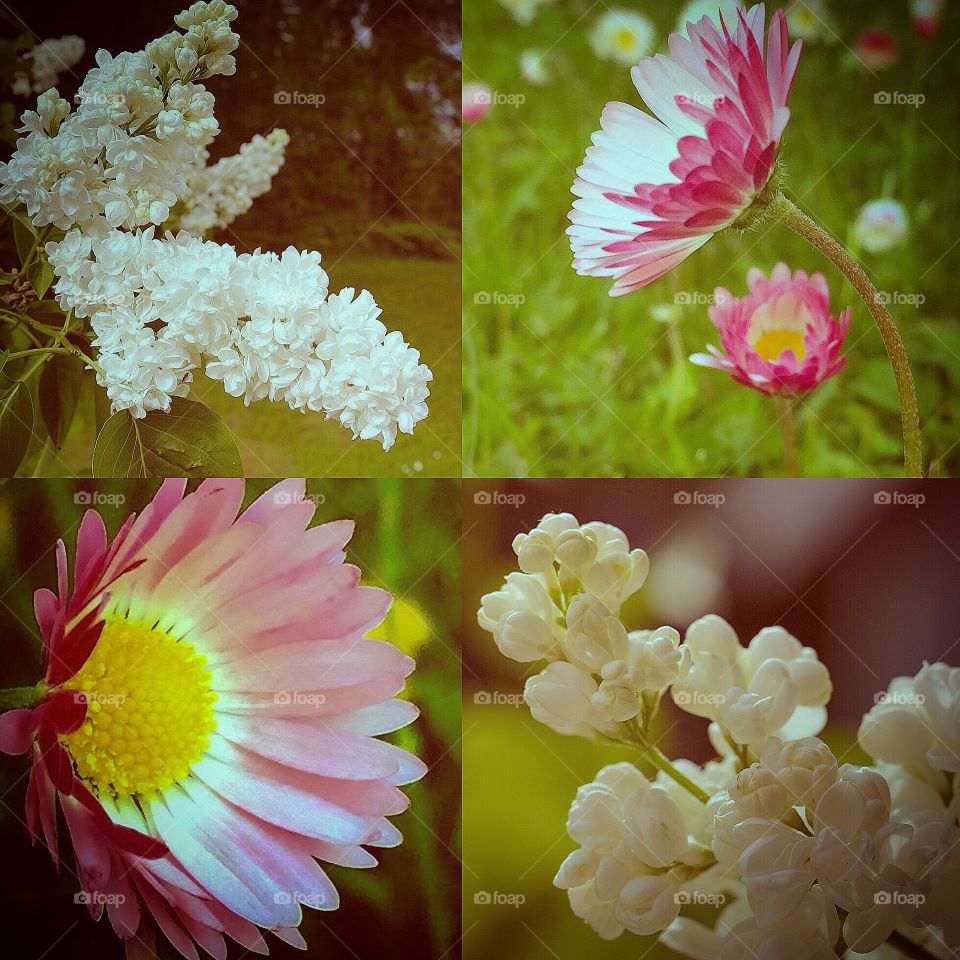 Sommarblommor. I trädgården