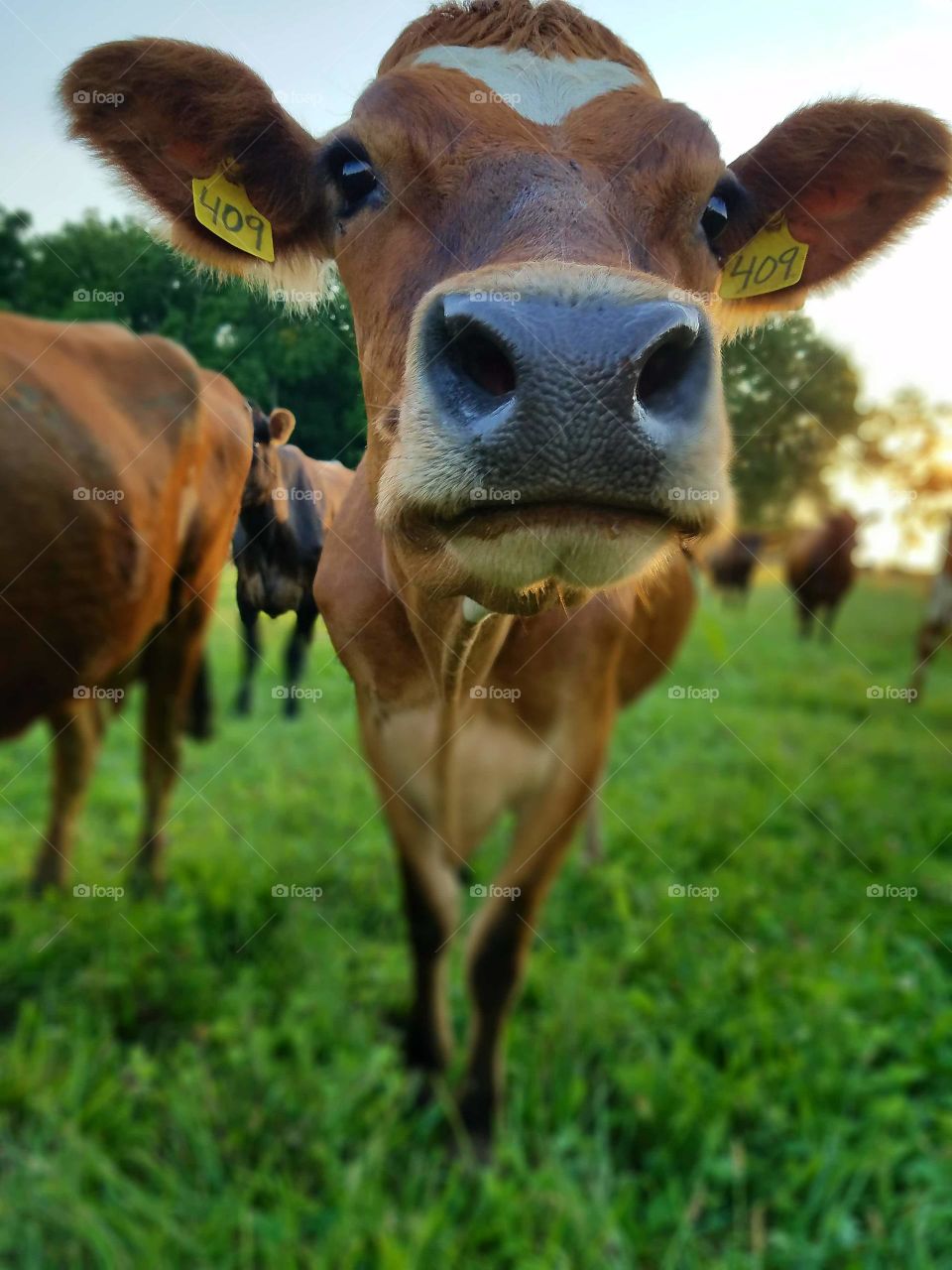 Grass, Mammal, Animal, Hayfield, Farm