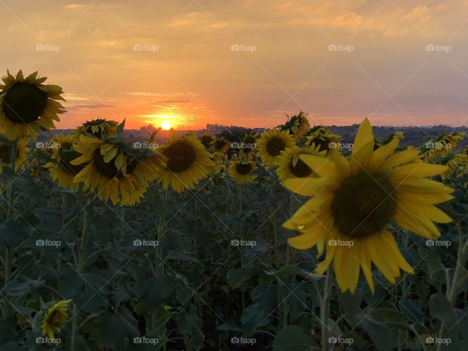 Sunset behind the sunflower field. Another great day ending in an explosion of colors and beauty.