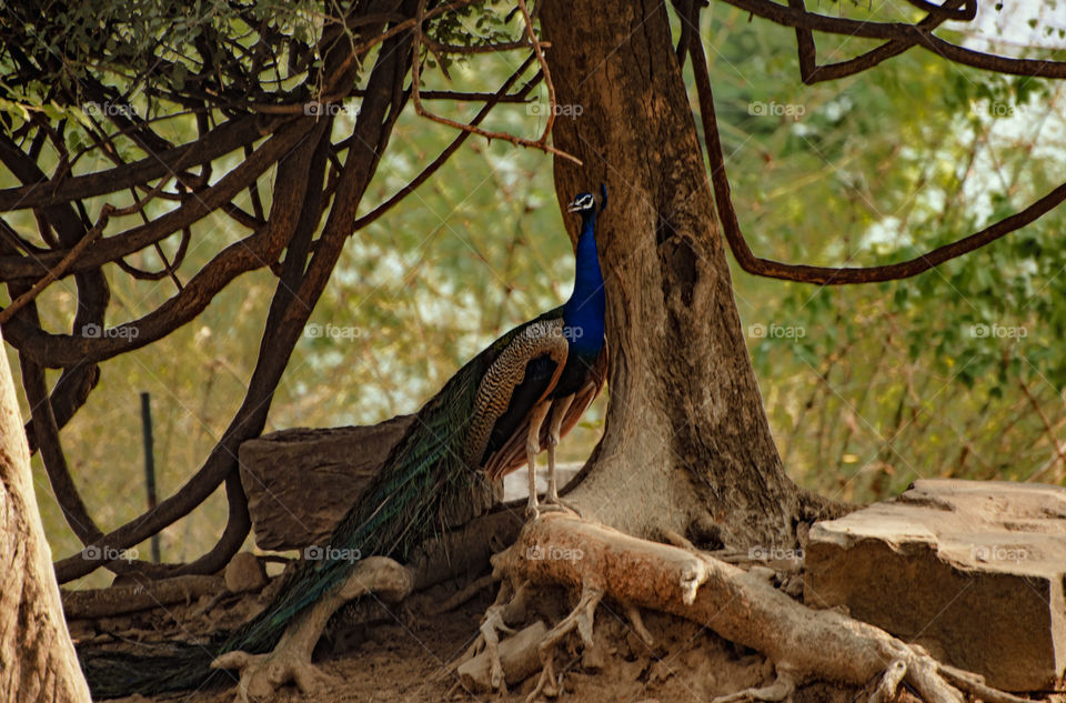 peacock