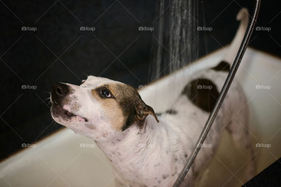 Side view of dog in bathtub