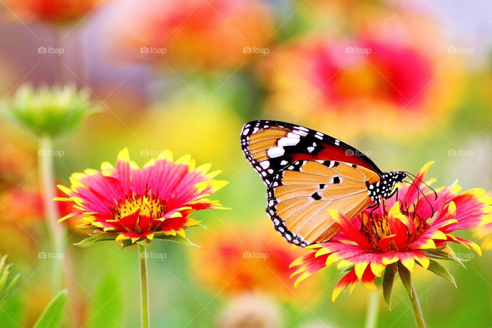 butterfly and flowers colorful