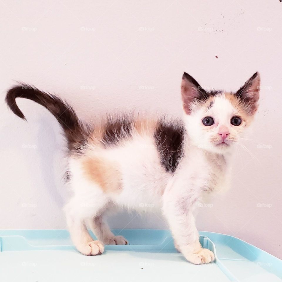 A pet cute Animal, the Sweet Cat