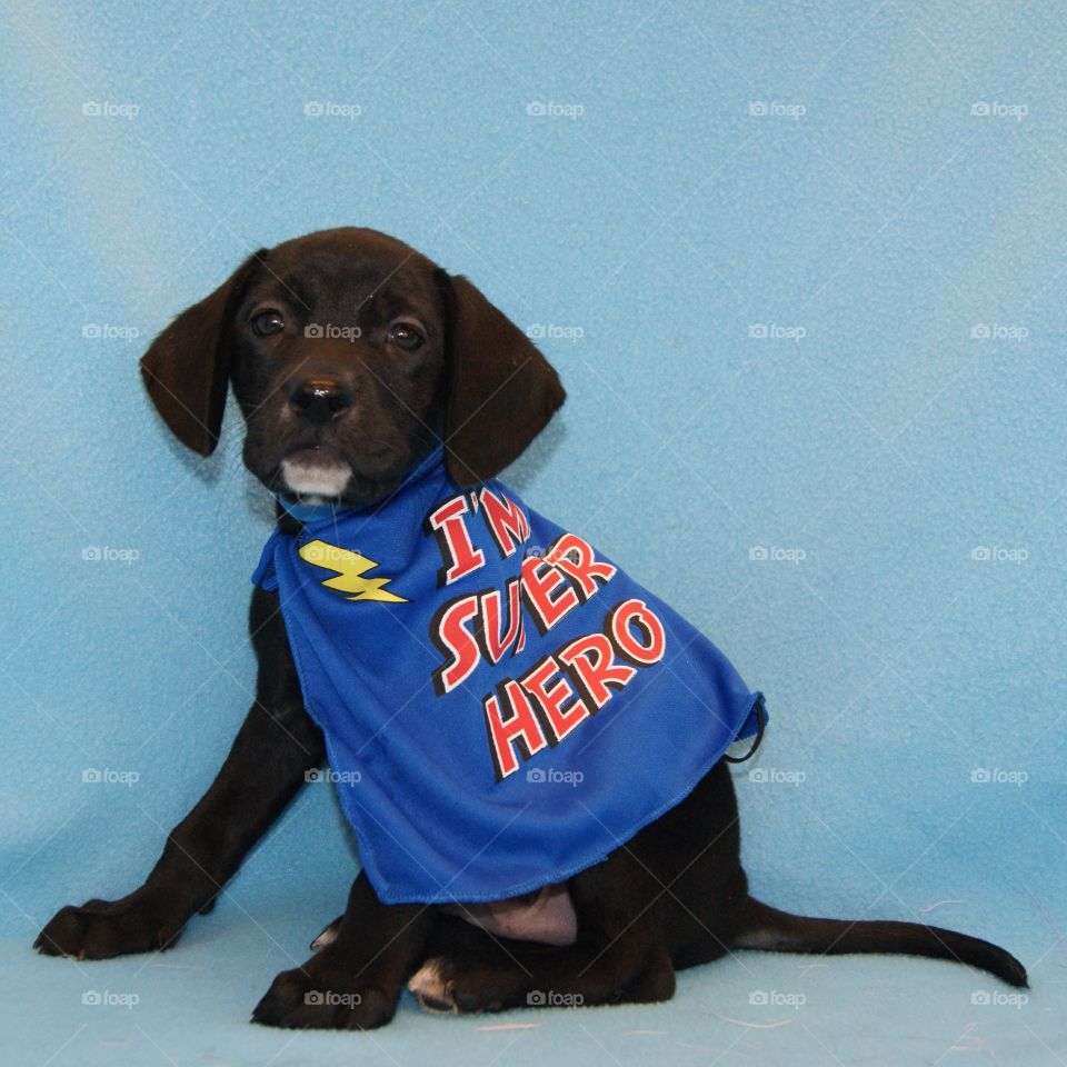 The puppy superhero!