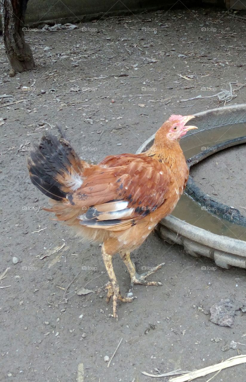 young chicken 2