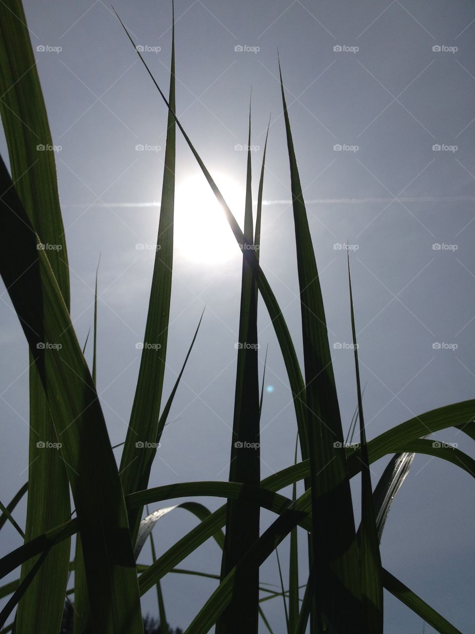 Grass Growing After Rain Showing Sun With Contrail Through It