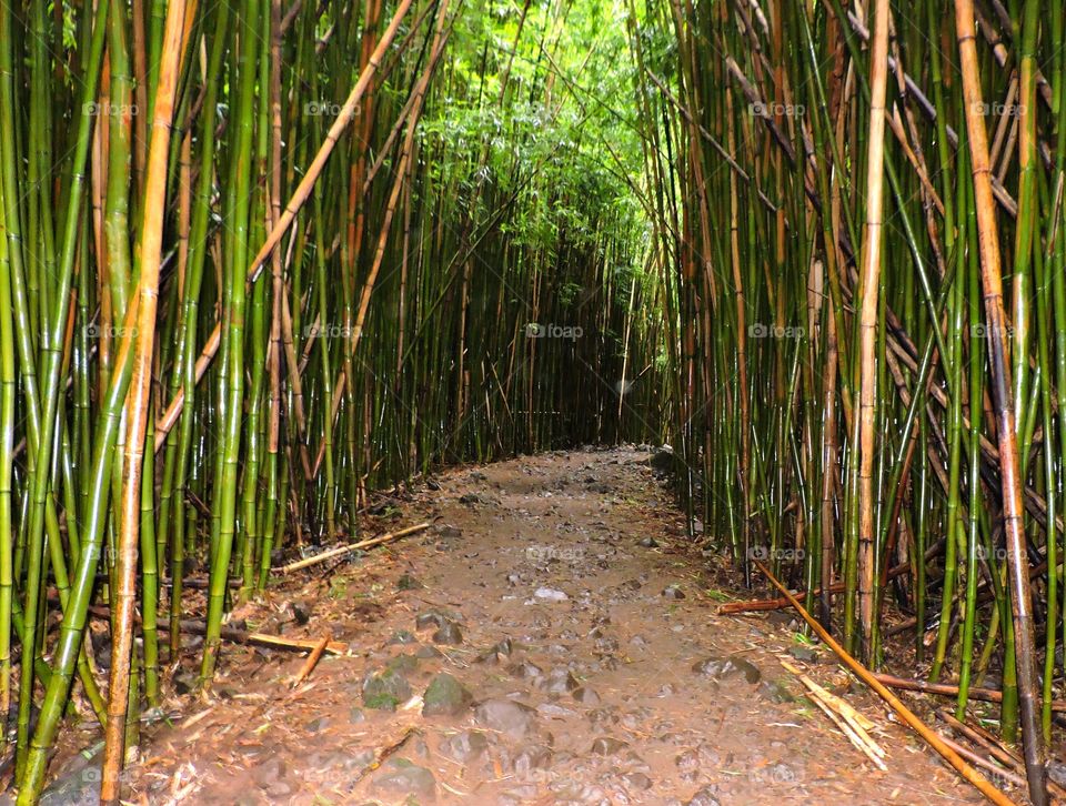 Bamboo forest trail . Bamboo forest trail in Hana Maui Hawaii
