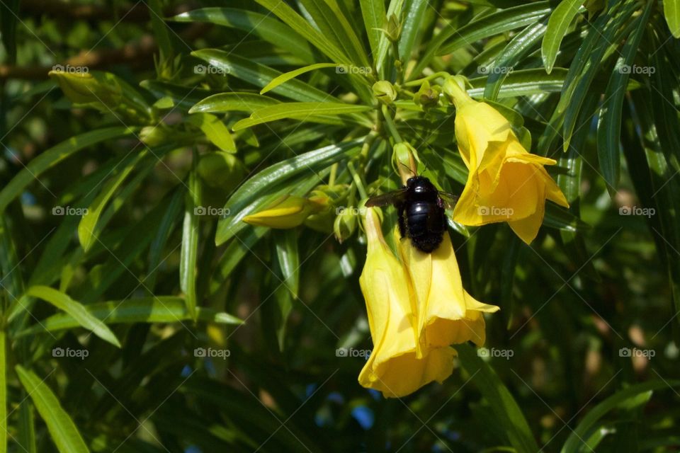 Carpenter bee