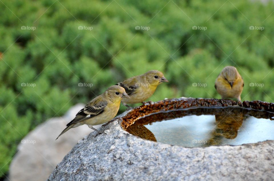 Yellow sparrows hanging out