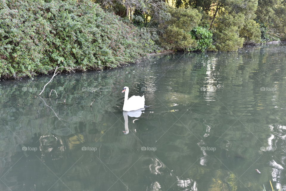 Goose floating in a pond