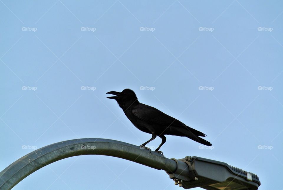 A talkative crow on a light post #crow #tangalle #no_emptiness. 

