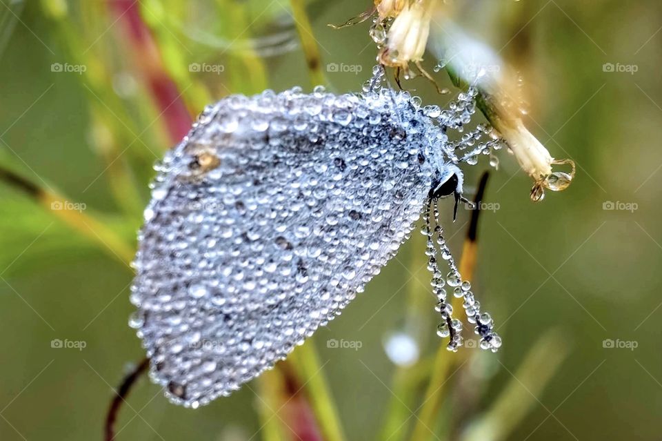 An Eastern Tailed-blue (Cupido comyntas) is completely covered in early morning dewdrops. Raleigh, North Carolina. 