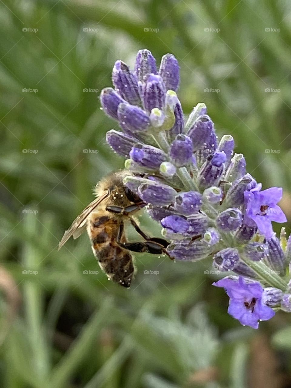 A bee nibbles from the nectar of a lavender flower in the sunshine. Out of focus you can see in the background more green plant. It‘s a close-up image.