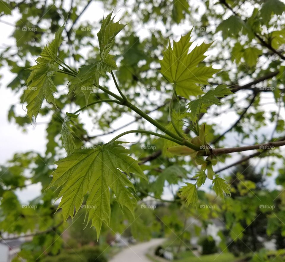 new leaves on the tree