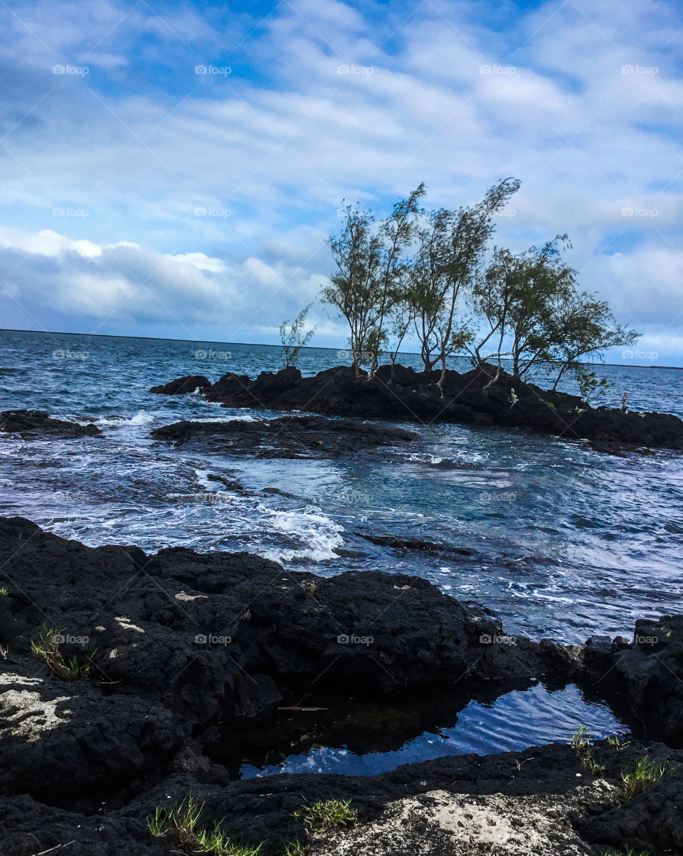 Lava rock and trees thriving in the ocean at Hilo Bay