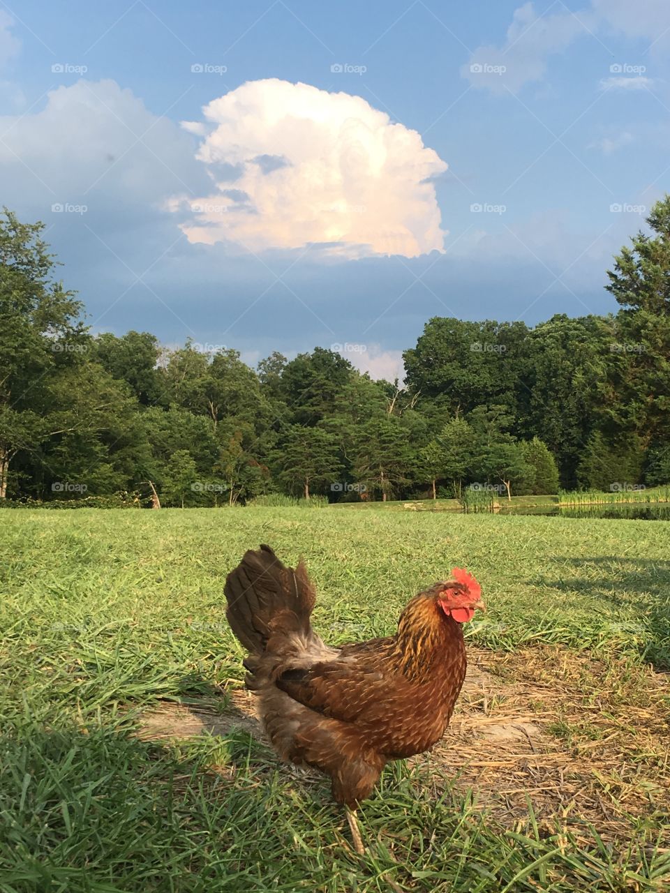 Chicken under a cloud