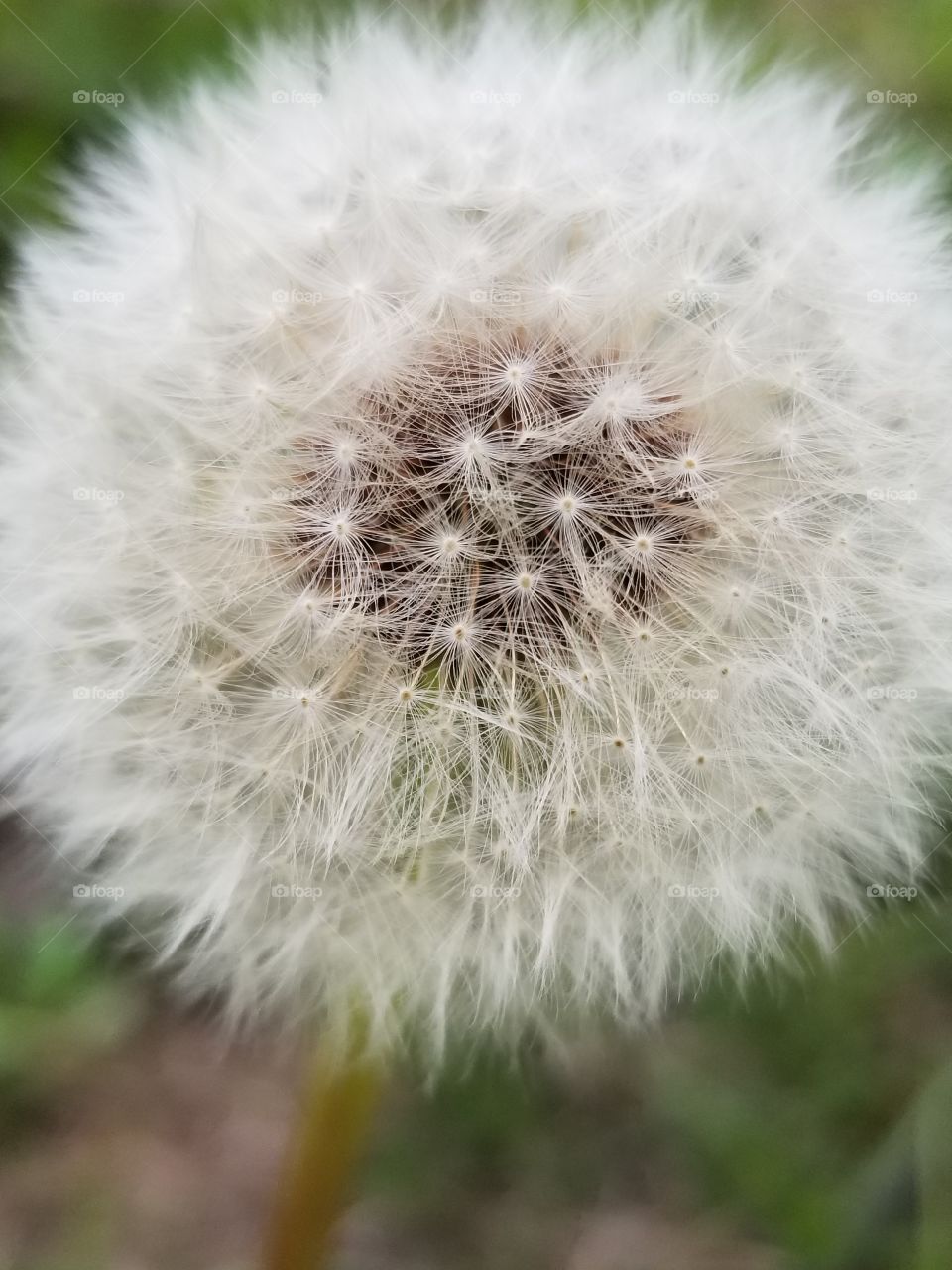 dandelion again