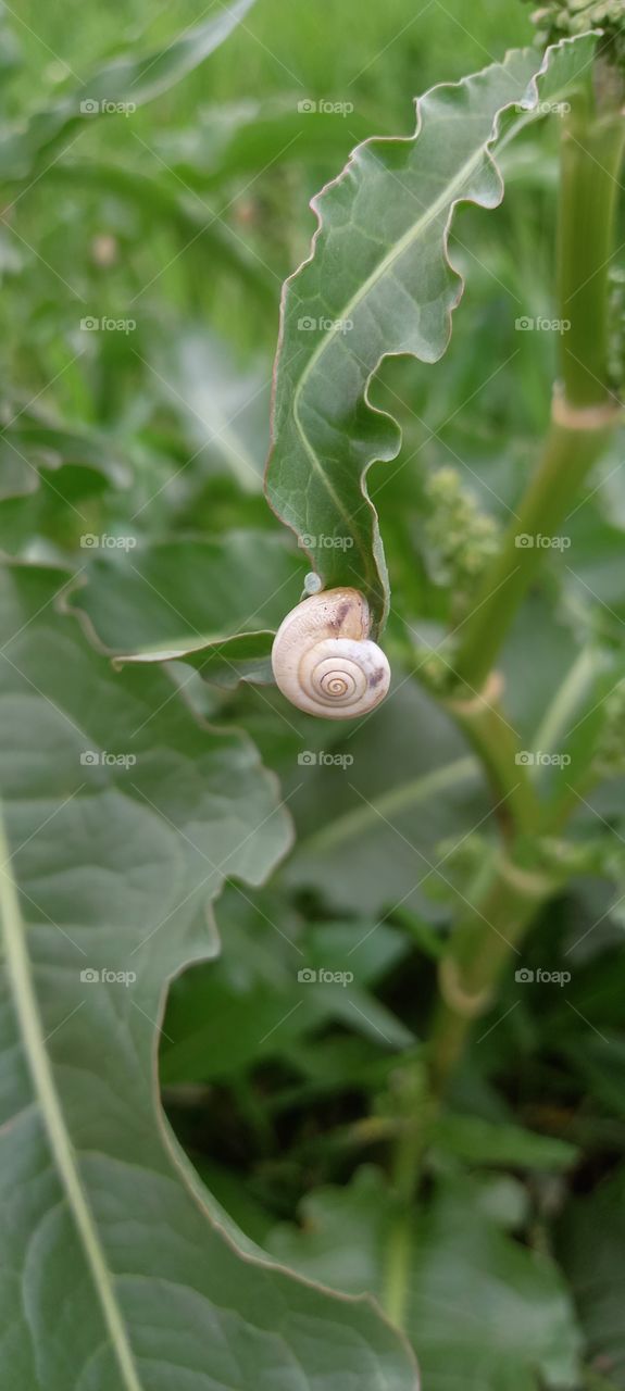 snail