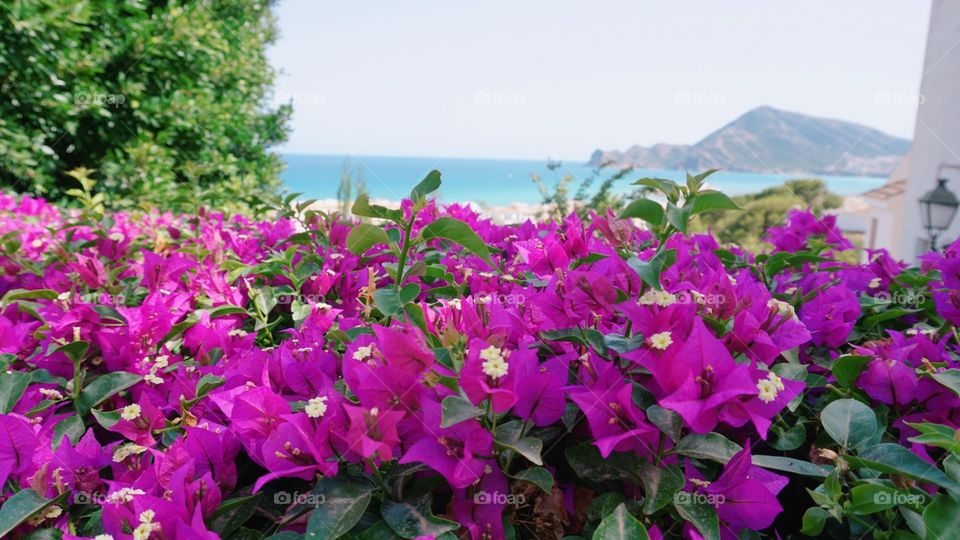 Flowers#plants#nature#vegetation#sea#mountain#summer