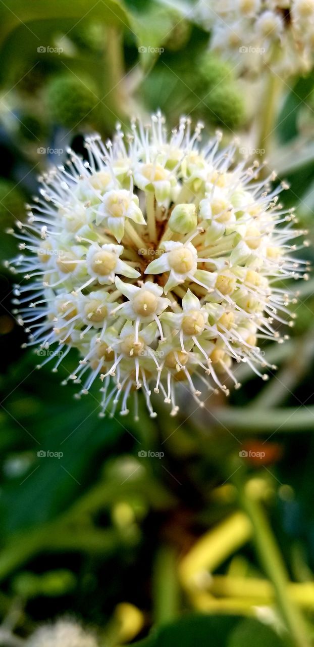 close up umbel paperplant