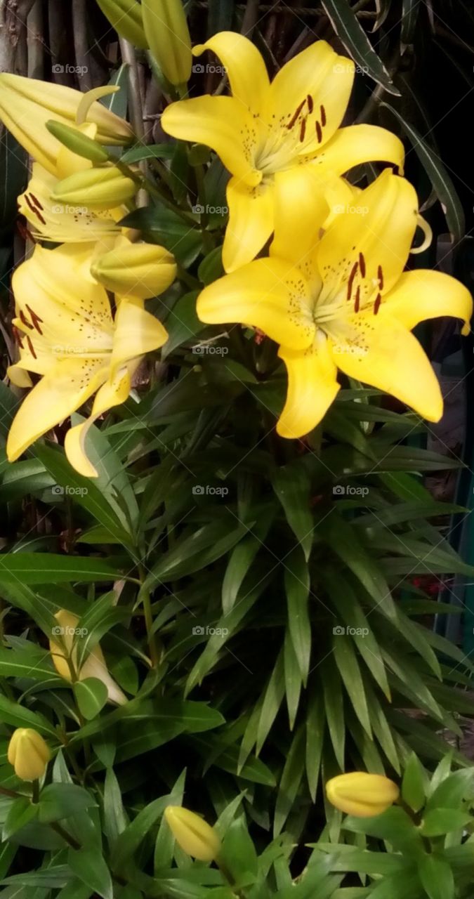 Yellow lilies whole stem in the garden. Tall yellow lilies