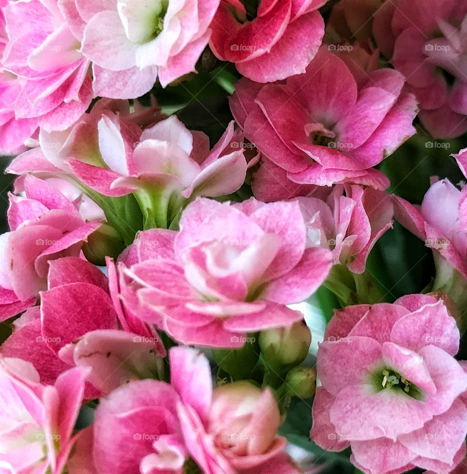 Pink Kalanchoe