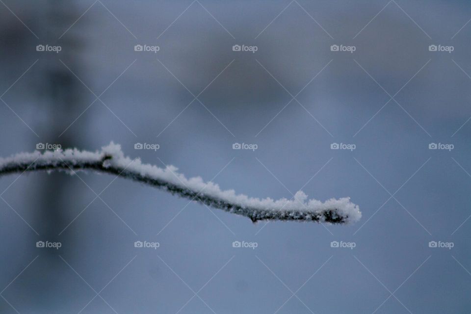 Snow branches