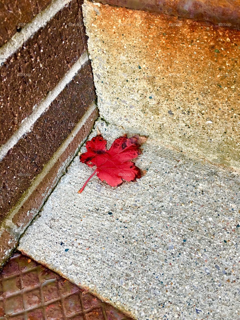 Red Solo Leaf