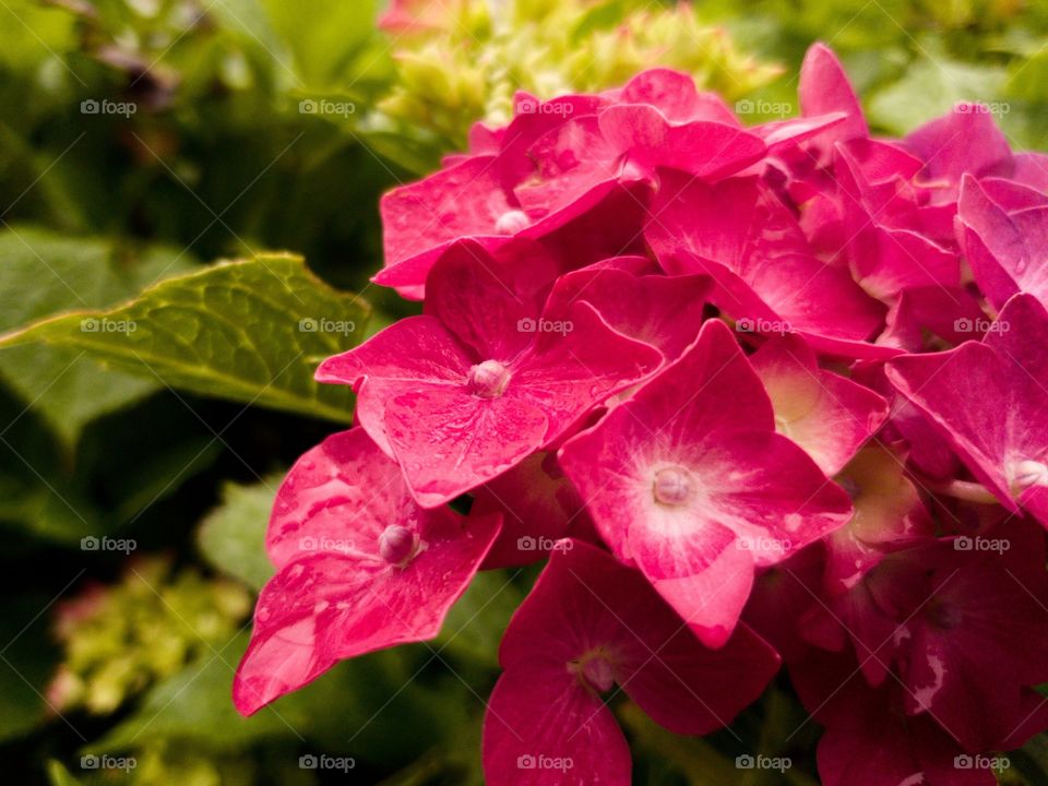 Luscious pink hydrangea covered in refreshing raindrops