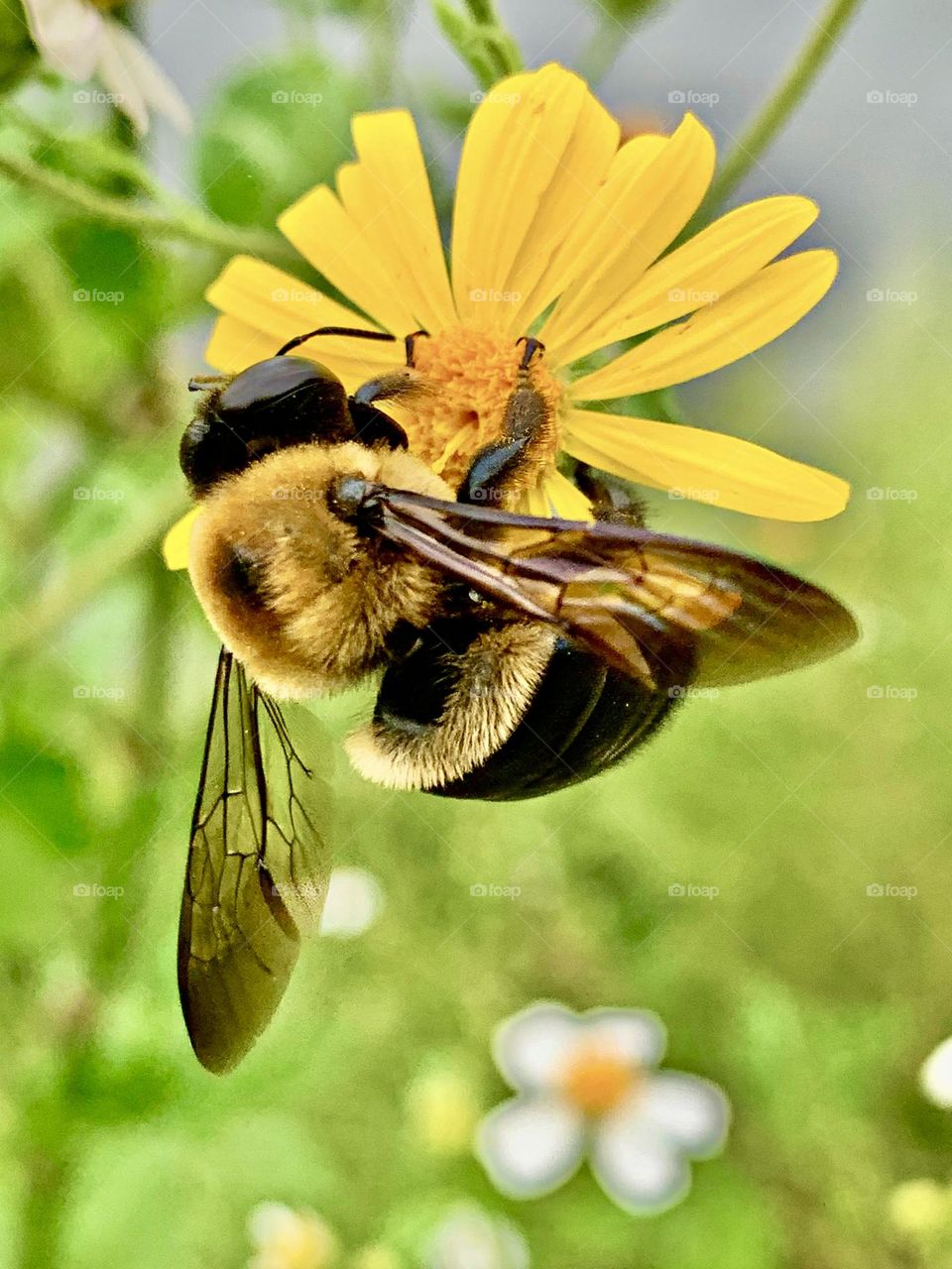 Color of Spring - A fuzzy bumblebee draws nectar from the yellow swamp daisy and pollinates it at the same time