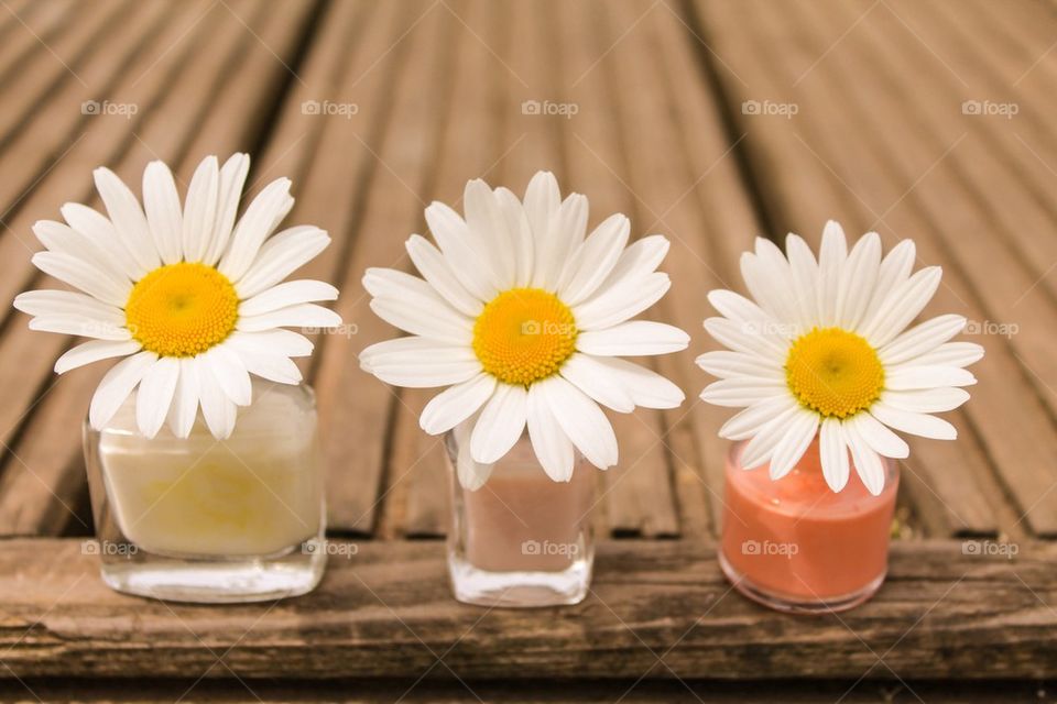 Three daisies on the decking