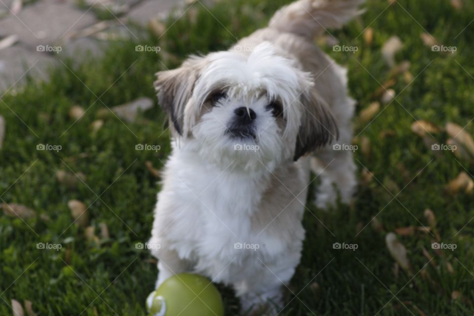 Shih tzu