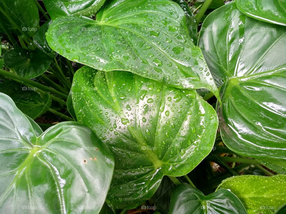 beautiful leaf's and water drop's