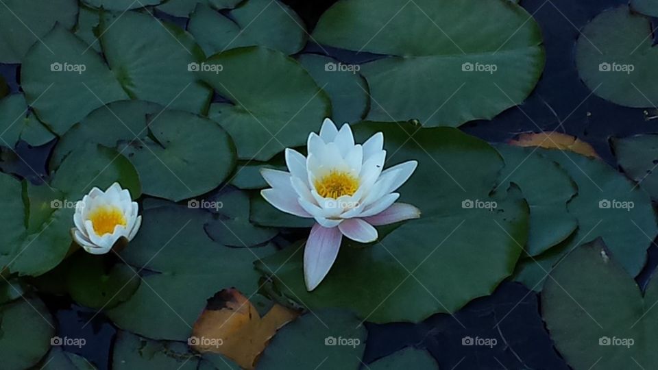 Lotus