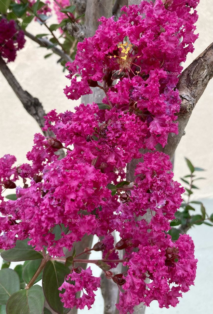 🌹 🇺🇸 Very beautiful flowers to brighten our day.  Live nature and its beauty. Did you like the delicate petals? / 🇧🇷 Flores muito bonitas para alegrar nosso dia. Viva a natureza e sua beleza. Gostaram das pétalas delicadas? 