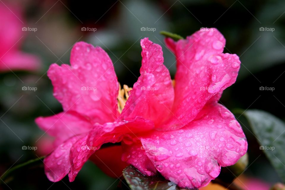 flower in the rain