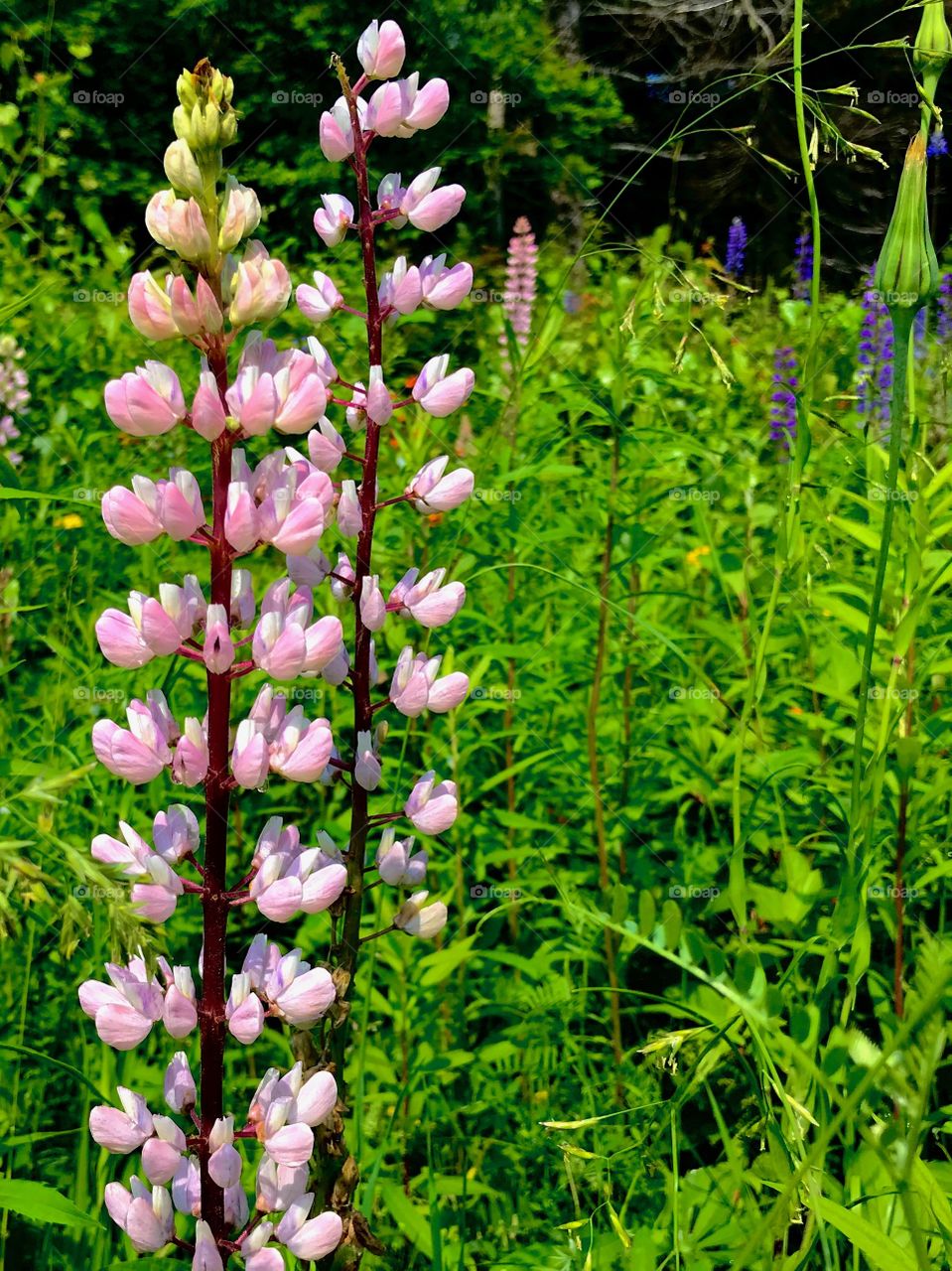 Wild pink lupine