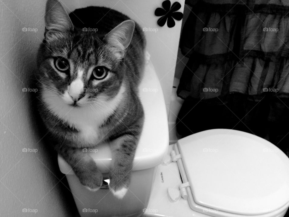 Toilet kitty