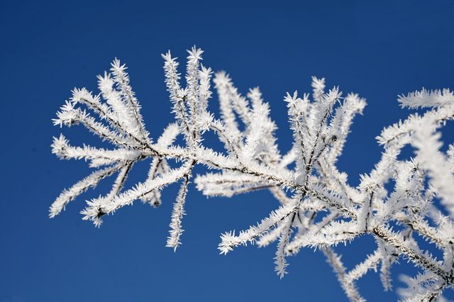 Tree branches in frost