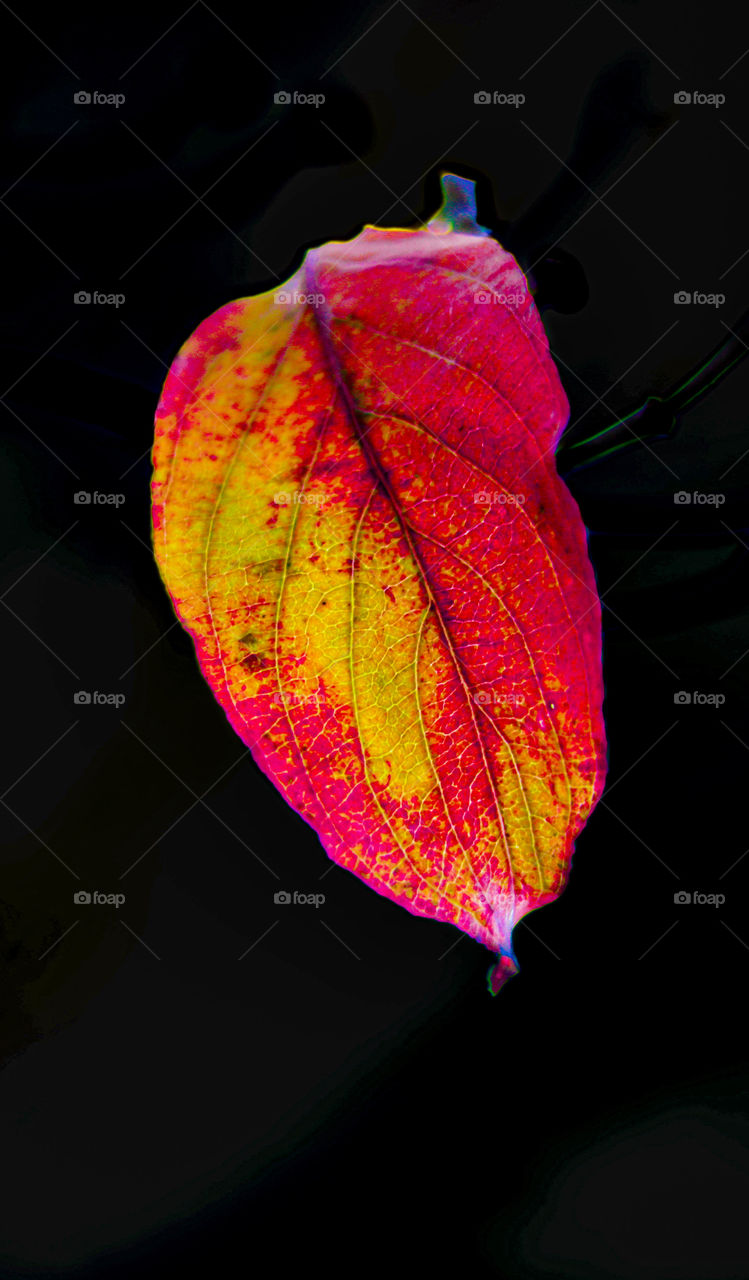 single fall leaf