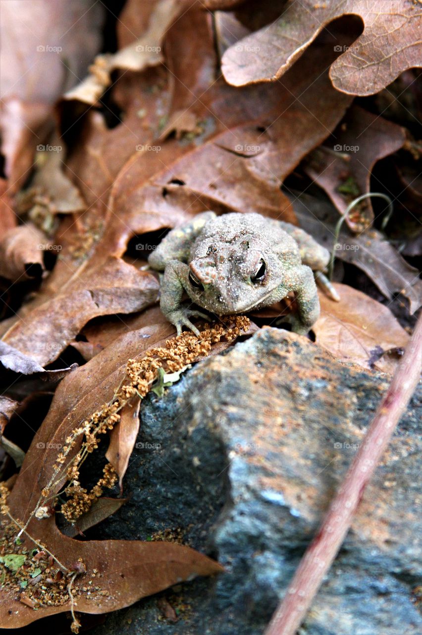 frog hidden amon