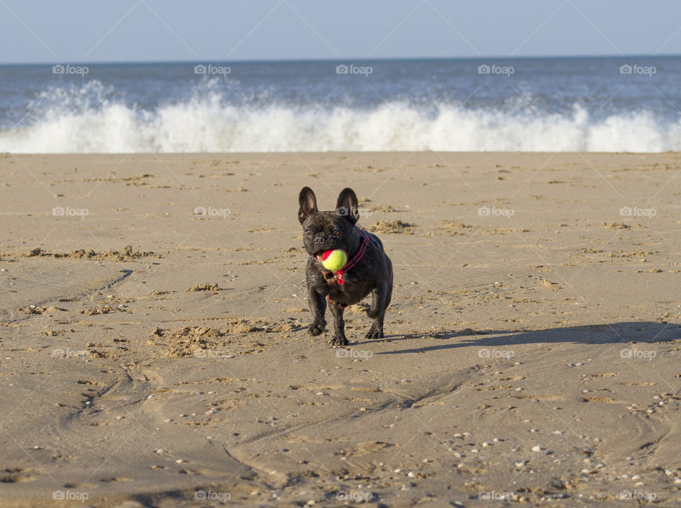 Dog plays at the beach