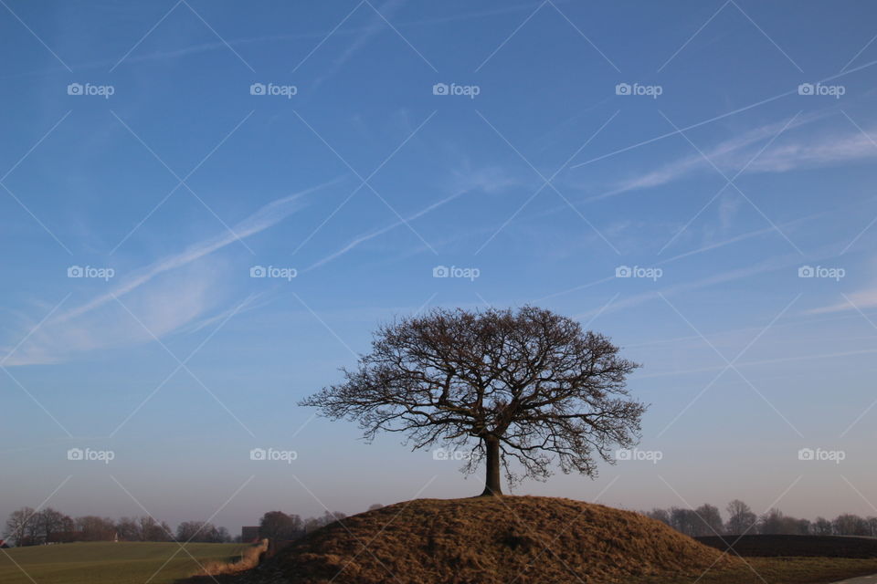 Lonely Tree