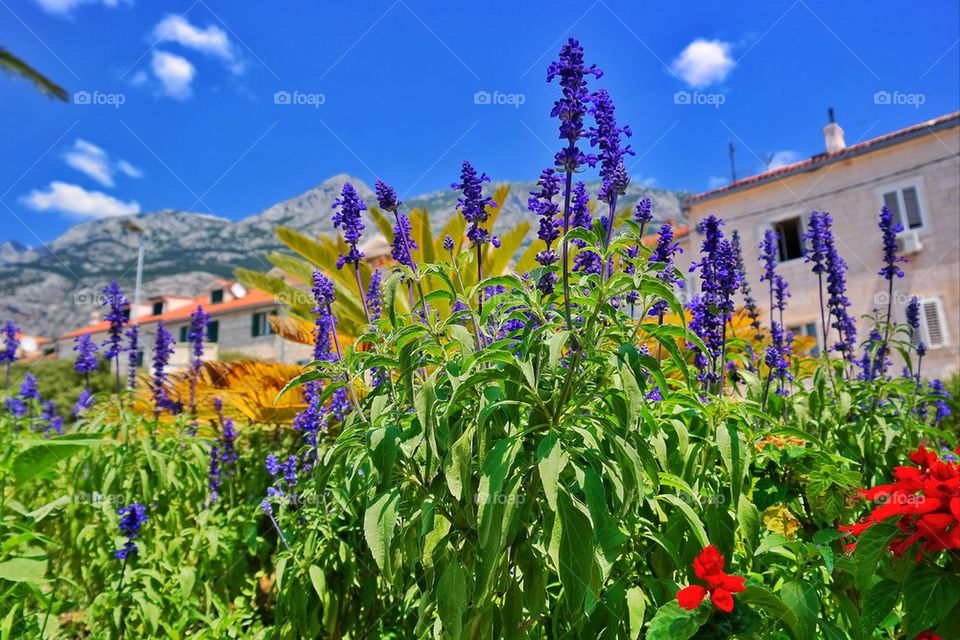 Flowers in Makarska.