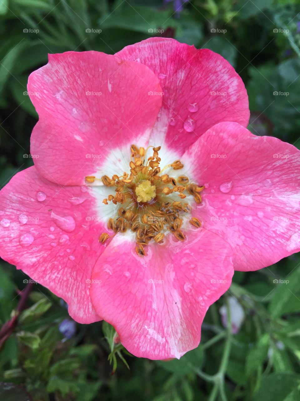 Rose in the rain 