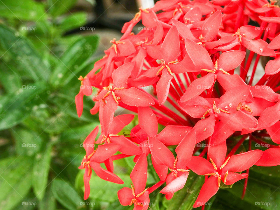 Close-up of red flowers