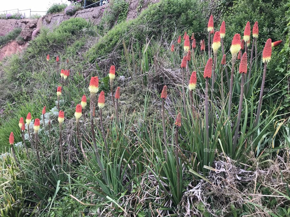 Red Hot Poker display close to a Devon beach, a cracking example of natural beauty.