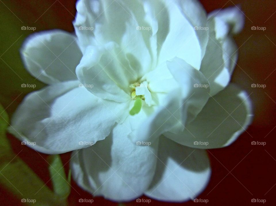 sampaguita flower macro shot photo