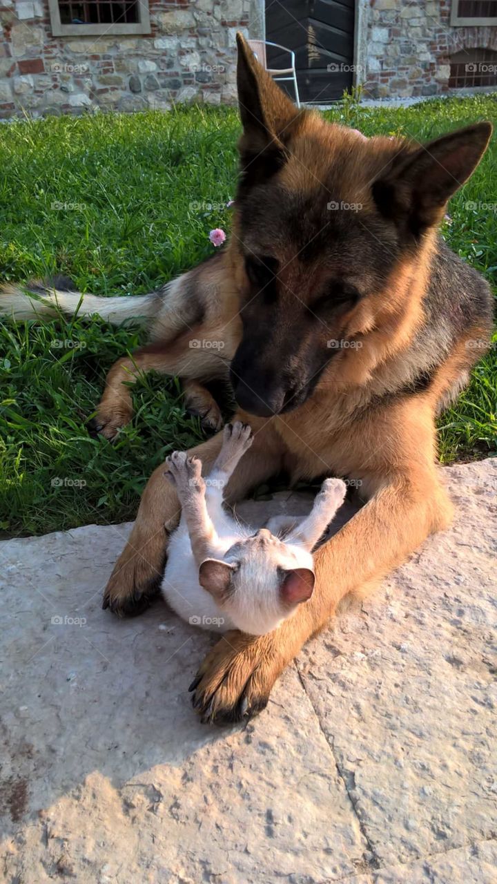 My dog Iago and my little cat Viola: it's true fraternal love..