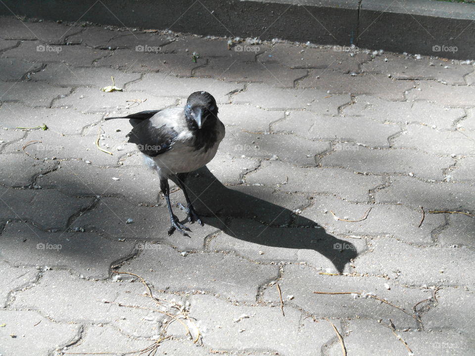 Bird, Snow, Winter, Wildlife, Nature